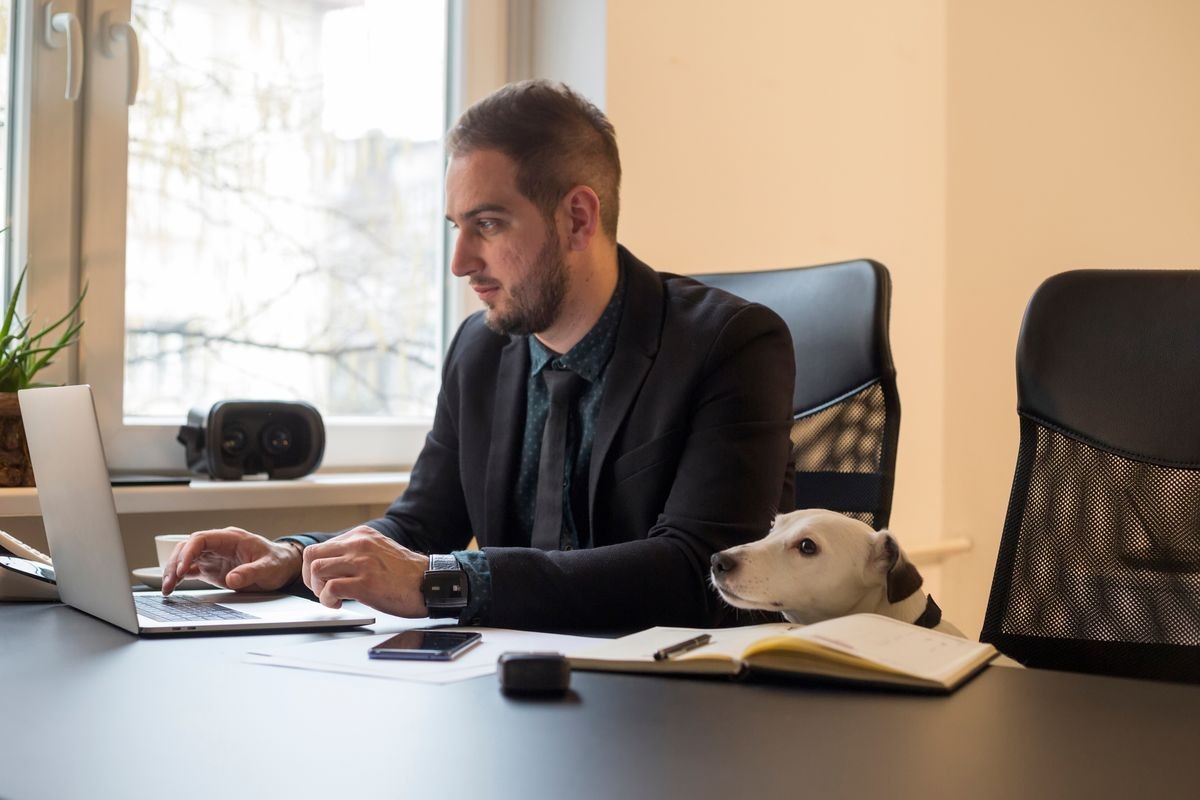 happy businessman working on laptop in office sitting next to dog with a tie by window black table with notebook papers phone jack russell terrier