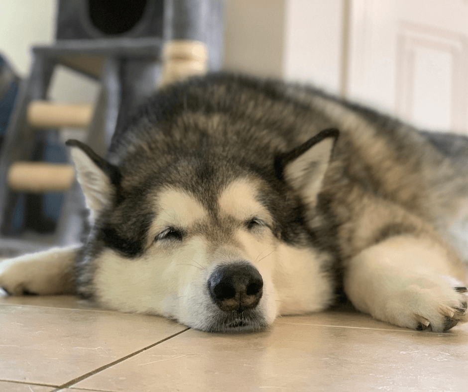 Dog sleeping in the office on the floor 